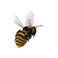 Bee 4